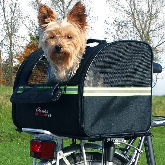 bike rack dog carrier